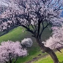 伊犁旅游 缩略图 8