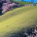 伊犁旅游 缩略图 3
