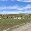 伊犁旅游 缩略图 1