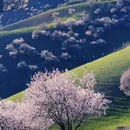 伊犁旅游 缩略图 7