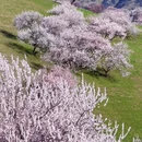 伊犁旅游 缩略图 4