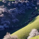 伊犁旅游 缩略图 12