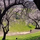 伊犁旅游 缩略图 11