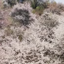 伊犁旅游 缩略图 5