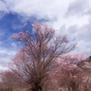甘南旅游 缩略图 6