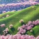 伊犁旅游 缩略图 6