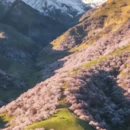 伊犁旅游 缩略图 1