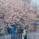 伊犁旅游 缩略图 14