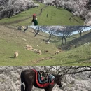 伊犁旅游 缩略图 8