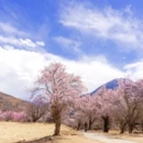 甘南旅游 缩略图 12