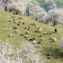 伊犁旅游 缩略图 4