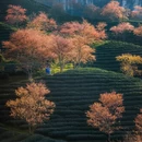 伊犁旅游 缩略图 1