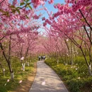 宿州旅游 缩略图 9