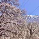 伊犁旅游 缩略图 2