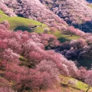 伊犁旅游 缩略图 1