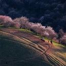 伊犁旅游 缩略图 4