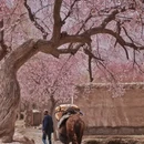 喀什地区旅游 缩略图 9