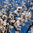 乌鲁木齐旅游 缩略图 5
