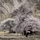 乌鲁木齐旅游 缩略图 3