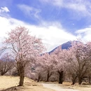 甘南旅游 缩略图 4
