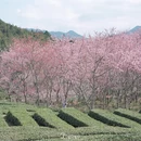 漳州旅游 缩略图 4