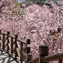 深圳旅游 缩略图 2