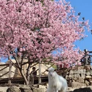 深圳旅游 缩略图 3