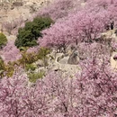 深圳旅游 缩略图 4