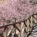 深圳旅游 缩略图 5