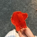 漳州旅游 缩略图 12