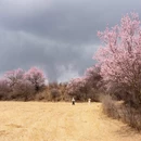 甘南旅游 缩略图 7