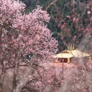 甘南旅游 缩略图 8