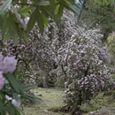 林芝旅游 缩略图 7