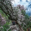 林芝旅游 缩略图 1