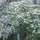 林芝旅游 缩略图 9