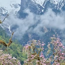 林芝旅游 缩略图 5