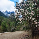 林芝旅游 缩略图 6