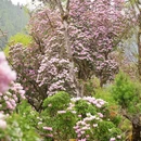 林芝旅游 缩略图 10