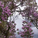 林芝旅游 缩略图 2