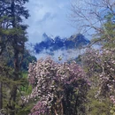 林芝旅游 缩略图 3