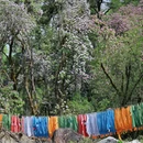 林芝旅游 缩略图 4