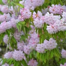 林芝旅游 缩略图 12
