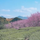 漳州旅游 缩略图 18