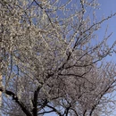 沈阳旅游 缩略图 3