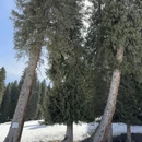 伊犁旅游 缩略图 15