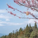 漳州旅游 缩略图 14