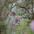 林芝旅游 缩略图 14