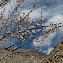 克孜勒苏柯尔克孜旅游 缩略图 7