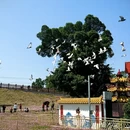 漳州旅游 缩略图 4
