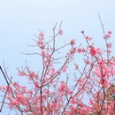 漳州旅游 缩略图 13